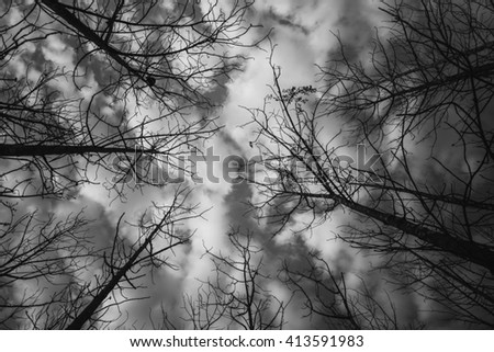 Silhouette streak of trees