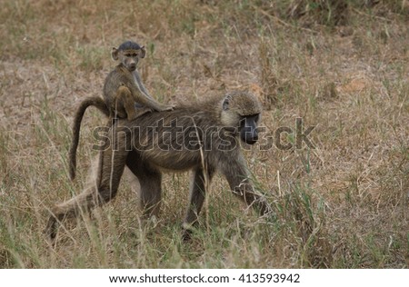 Mather and baby baboons on african savannah