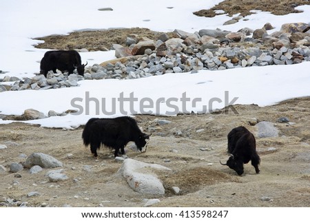 Three yaks in the Himalayas
