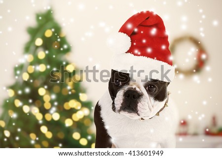 Funny dog with Santa hat near Christmas tree