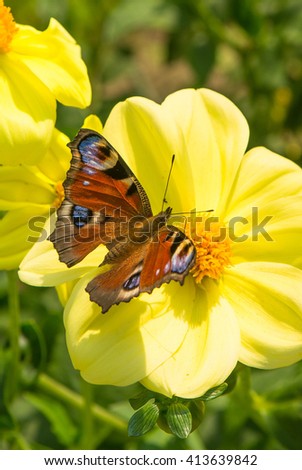 Composition with flower and butterfly
