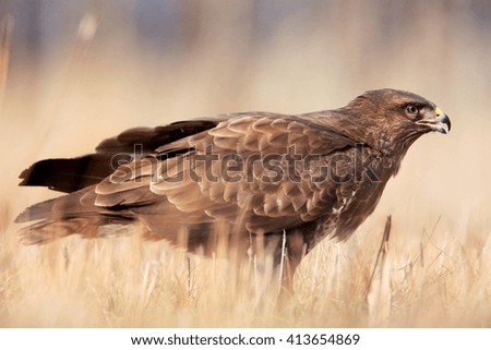 common buzzard sitting in grass during a day