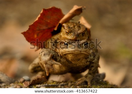 Toad mating