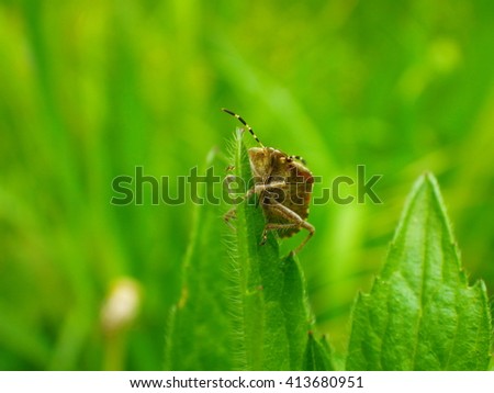 Bug macro , spring nature background