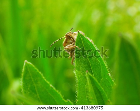 Brown Shield Bug clinging to the edge of a plant leaf, Bug macro , spring nature background