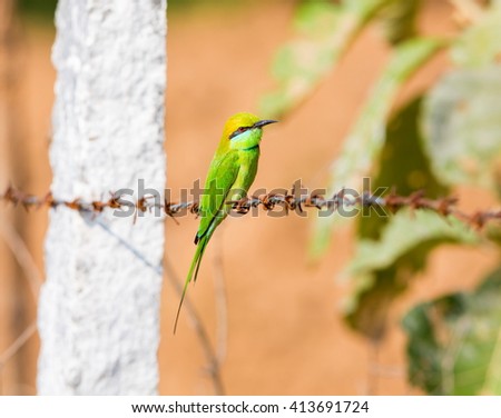 The green bee-eater sometimes little green bee-eater is a near perching bird in the bee-eater family. They are mainly insect eaters and they are found in grassland, thin scrub and forest .