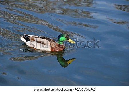 One mallard duck swimming in calm blue wavy lake water with reflection and trace