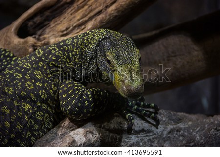 Black and yellow Monitor Lizard, Komodo Dragon