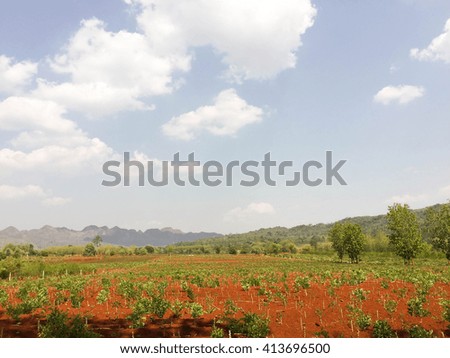Landscape of Cassava plant in field with red soil, mountain and blue sky, Kanchanaburi, Thailand