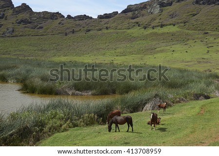 Rano Raraku. Horses grazing around the lake in the crater of the extinct volcano which was the quarry from which the Moai statues of Rapa Nui (Easter Island) were carved.
