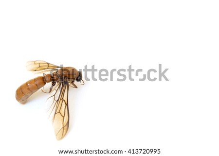 wasp closeup