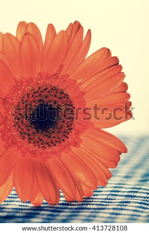 Gerbera daisy flower on a blue and white check background