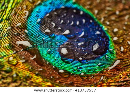 Peacock feather with drops of water close up