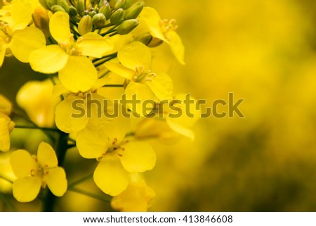Field of yellow mustard seed flowers  Royalty-Free Stock Photo #413846608