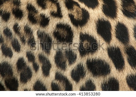 Persian leopard (Panthera pardus saxicolor), also known as the Caucasian leopard. Fur texture. Wild life animal. 