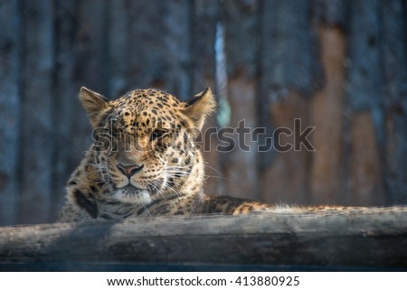Far-Eastern leopard