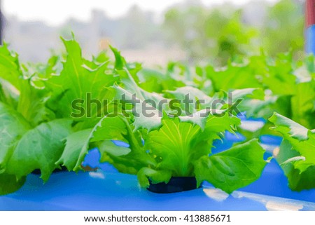 a soft focus picture of organic vegetable in hydroponic agriculture farm,Thailand 
