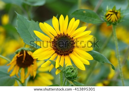 Sunflower with blur background, soft and blur focus