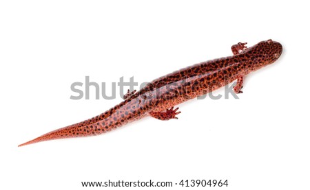 Red Salamander (Pseudotriton ruber) isolated on a white background