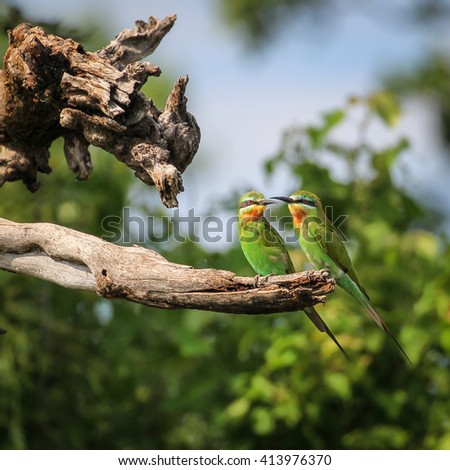 Pair of blue-cheeked bee-eaters perched on branch with green background