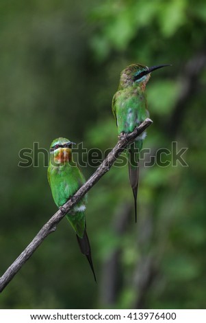 Pair of blue-cheeked bee-eaters perched on branch with green background