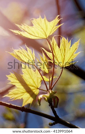 Beautiful nature background - green maple leaves, bright sun