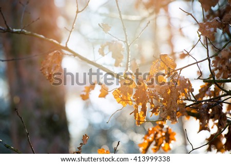 An image of Beautiful autumn yellow leaves