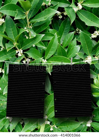 Close-up of two blank black striped paper sheet frames hanged by pegs against green foliage background