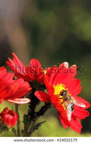 Bee on a red flower, closeup, blurred green  background
