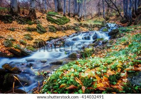 Fantastic carpet of yellow leaves in the forest glowing sunlight. Dramatic scene and picturesque picture. Location place Carpathian, Ukraine, Europe. Beauty world. Soft filter. Warm toning effect.