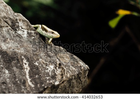 Lizard on the rock stood still on the background of the jungle in the forest, closeup, looking at the camera