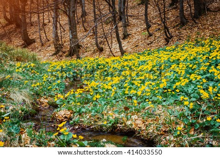 Fantastic carpet of yellow marsh marigold (Caltha palustris) glowing by sunlight. Dramatic scene and picturesque picture. Location place Carpathian, Ukraine, Europe. Beauty world. Soft filter effect.