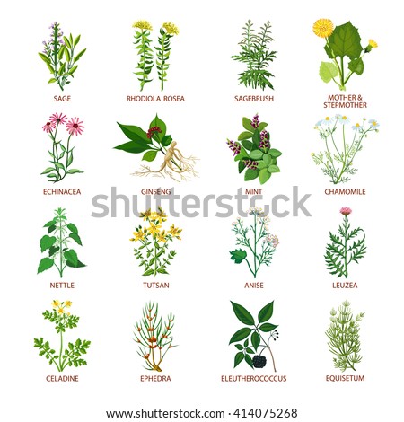 Set of color flat icons healing herbs with name using in medicinal practice and phytotherapy vector illustration Royalty-Free Stock Photo #414075268