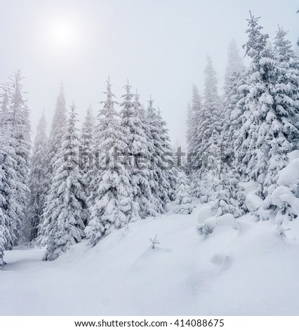 Majestic winter landscape. Dramatic wintry scene. Location Carpathian national park, Ukraine, Europe. Ski resort. Beauty world. Instagram toning effect. Happy New Year!