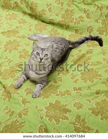 Cat on bed looking up, playing cat, domestic young cat in green background with space for advertising and text