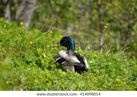 male mallard duck sleeping on green pond shore