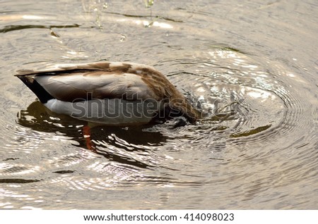 male mallard duck looking for food underwater