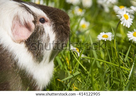 Guinea pig eating grass outside in the garden. Guinea pig (Cavia porcellus) is a popular household pet.