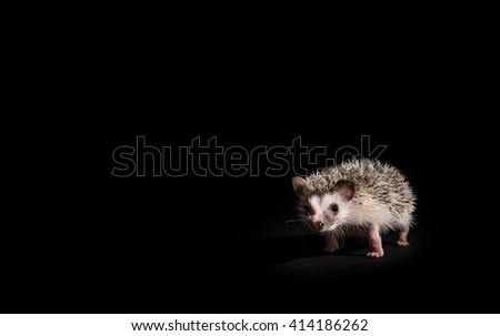 Young african hedgehog on a black background