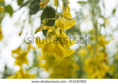 Yellow flowers with dews
