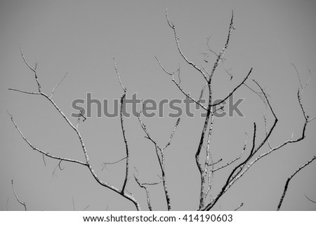 Deciduous trees - Monochrome