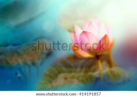 Lotus flower and blur bokeh background, Abstract beautiful nature, Fine art photography with Lotus flower