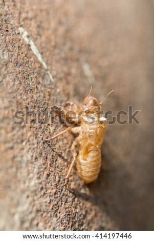 Picture of dried cicada shell, cicada molting, slough on the roof in sunshine morning, Thailand.