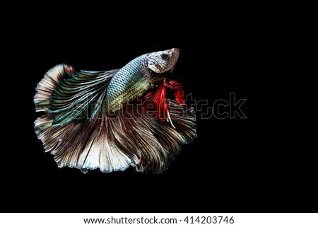 Capture the moving moment of golden copper siamese fighting fish isolated on black background. Betta fish