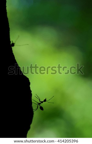 Silhouette ant