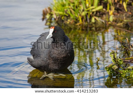 An Adult Red-knobbed Coot (Fulica cristata) in summer plumage standing on a submerged wooden platform against a blurred natural background, Andalusia, Spain