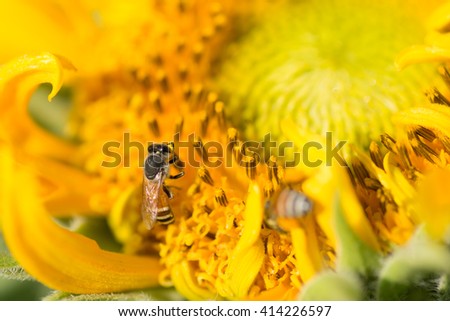 A picture macro of how do bees make honey from sunflower, Thailand.