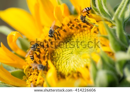 A picture macro of how do bees make honey from sunflower, Thailand.