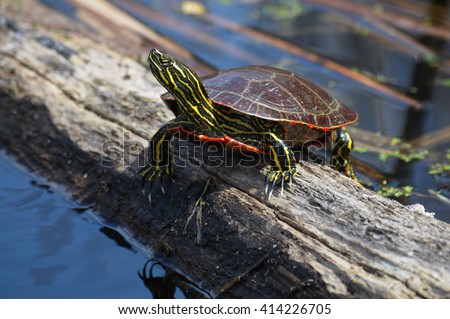 Painted Turtle Royalty-Free Stock Photo #414226705