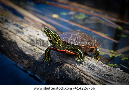 Painted Turtle Royalty-Free Stock Photo #414226756